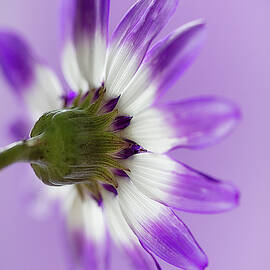Layers of mauve by Shirley Mitchell