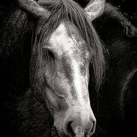 Le Vieux Percheron  by Olivier Le Queinec