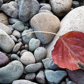 Leaf on River Rocks by Mary Lee Dereske