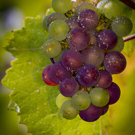 Leftover pinot cluster by Jean Noren