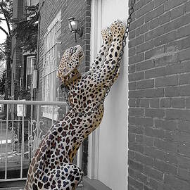 Let the Cat In by Richard Reeve