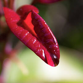 Lick it Up by Alison Frank