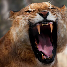 Liger by Flees Photos