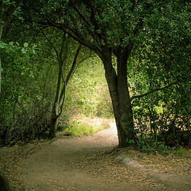 Light Through The Tree Tunnel by Alison Frank
