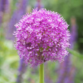 Lilac-pink Allium by Rona Black