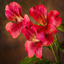 Lilly With Brushstrokes by Mary Jo Allen