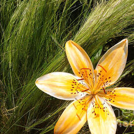 Lily on the Green by Onedayoneimage Photography