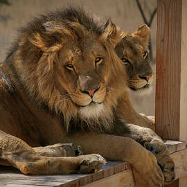 Lion and Lioness by Mary Lee Dereske