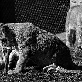 Lion Cub chewing on a bone by Flees Photos
