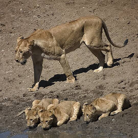 Lion Cubs and Mom Get a Drink by Darcy Michaelchuk