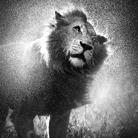Lion shaking off water by Johan Swanepoel
