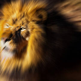 Lion The King is Comming by Flees Photos
