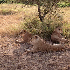 Lionesses Three by Mary Lee Dereske