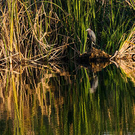 Little Blue Heron by Steven Sparks