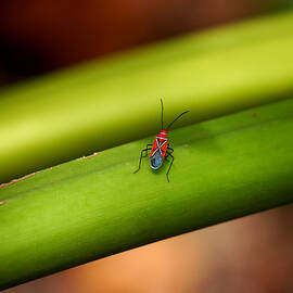 Little Redcoat by Richard Reeve