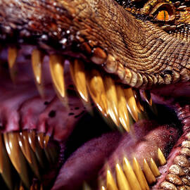 Lizard King by Kelley King