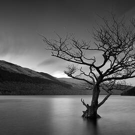 Loch Tree by Grant Glendinning