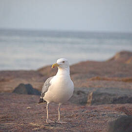 Lone Gull