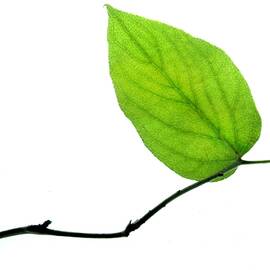 Lone Leaf by Dan Holm