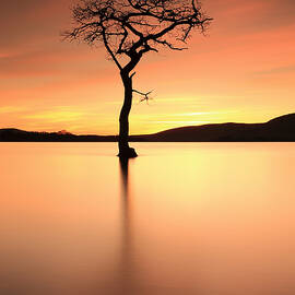 Lone Tree Afterglow by Grant Glendinning