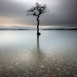 Lone Tree Loch Lomond by Grant Glendinning