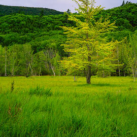 Lone Tree Sieur de Mont Woodland Acadia by Jeff Sinon