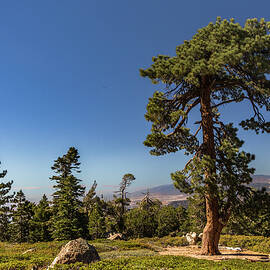 Lonely Tree by Ed Clark