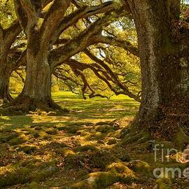 Louisiana Oak Tree Landscape by Adam Jewell