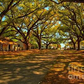 Louisiana Plantation Landscape by Adam Jewell