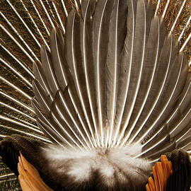 Louisianna Tail by Jean Noren