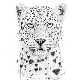 Lovely leopard by Balazs Solti