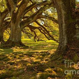 Majestic Louisiana Oaks by Adam Jewell
