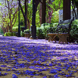 Magic carpet by AM FineArtPrints