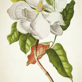 Magnolia Botanical Print by Aged Pixel
