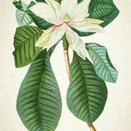 Magnolia Botanical Print magnolia02 by Aged Pixel