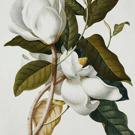 Magnolia by Georg Dionysius Ehret