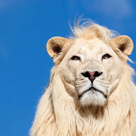 Majestic White Lion by Sarah Cheriton-Jones