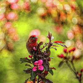 Male House Finch Under A Wreath by Dale Kauzlaric