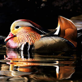 Male Mandarin Duck 2 by Grant Glendinning