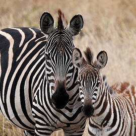 Mama and Baby Zebra by Mary Lee Dereske