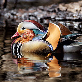 Mandarin Duck 3 by Grant Glendinning