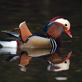 Mandarin Duck by Grant Glendinning