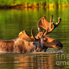 Many Glacier Moose In The Morning by Adam Jewell