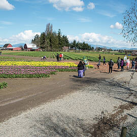 Many Paths Among the Tulips by Tom Cochran