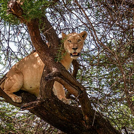 Manyara Tree Climbing Lion by Mary Lee Dereske