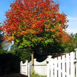 Maple and Picket Fence by Olivier Le Queinec