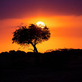 Masai Mara Sunrise by David Morefield