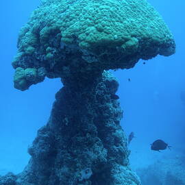 Massive pore resembling a mushroom by Sami Sarkis Photography