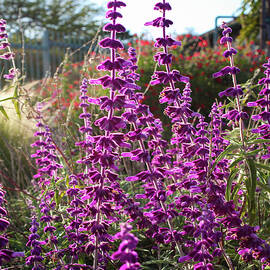 Mexican Sage by Alison Frank