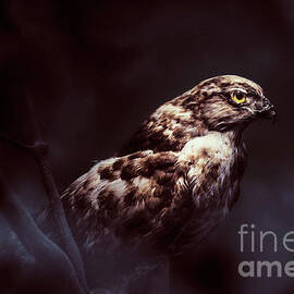 Midnight Hawk by Jorgo Photography